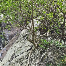 Ficus reflexa Ti l'affouche Moraceae INDIGENE La Réunion 54.jpeg