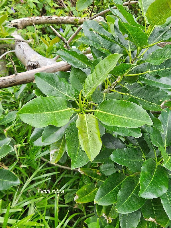 Ficus rubra Affouche rouge Moraceae INDIGENE La Réunion 10.jpeg