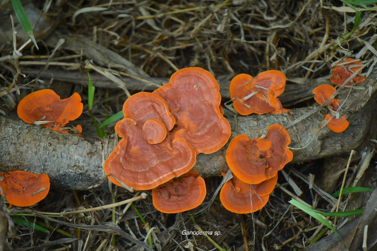 Ganoderma sp.jpeg