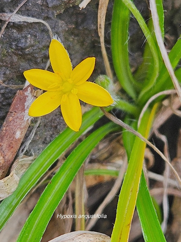 Hypoxis angustifolia Hypoxidaceae INDIGENE La Réunion 911.jpeg