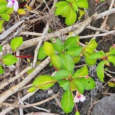 Impatiens flaccida Balsamine Balsaminaceae AMPHINATURALISE Envahissant seulement en milieux perturbés 33.jpeg