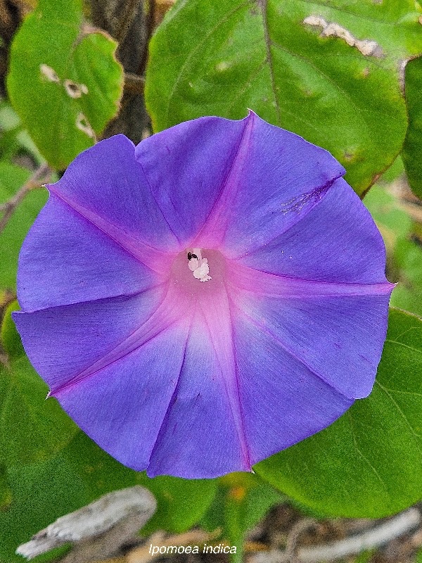 Ipomoea indica Convolvulaceae AMPHINATURALISE Envahissant seulement en milieux perturbés 03.jpeg