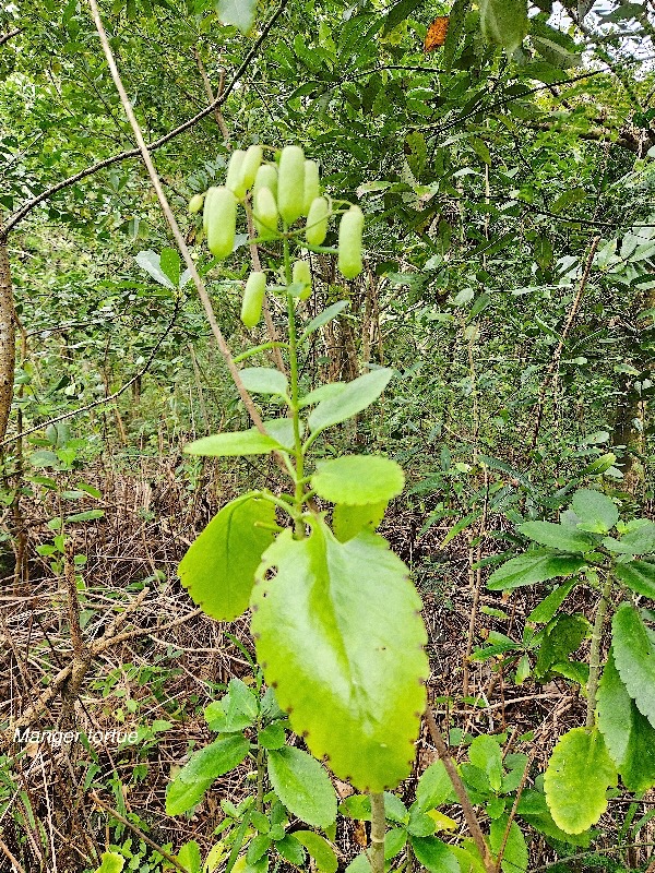 Kalanchoe pinnata Manger tortue Crassulaceae AMPHINATURALISE E E 17.jpeg