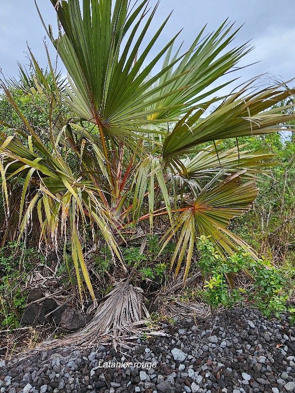 Latania borbonica  Latanier rouge Arecaceae Cultivé ENDEMIQUE La Réunion 454.jpeg
