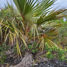 Latania borbonica  Latanier rouge Arecaceae Cultivé ENDEMIQUE La Réunion 454.jpeg