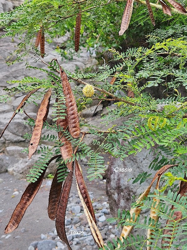 Leucaena leucocephala Cassie Fabaceae AMPHINATURALISE Très envahissant 942.jpeg