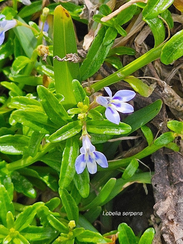Lobelia serpens Campanulaceae INDIGENE La Réunion 08.jpeg