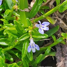 Lobelia serpens Campanulaceae INDIGENE La Réunion 08.jpeg