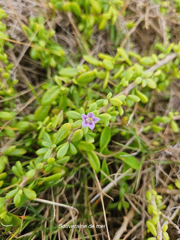 Lycium mascarenense Souveraine de mer Solanaceae INDIGENE La Réunion 30.jpeg