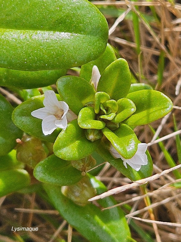Lysimachia mauritiana Lysimaque Primulaceae INDIGENE La Réunion 02.jpeg