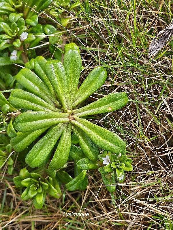Lysimachia mauritiana Lysimaque Primulaceae INDIGENE La Réunion 50.jpeg