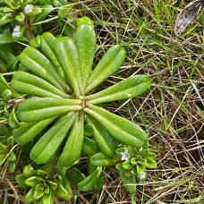 Lysimachia mauritiana Lysimaque Primulaceae INDIGENE La Réunion 50.jpeg