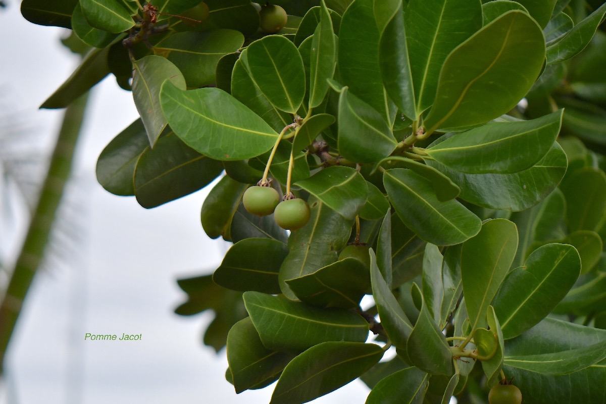 Mimusops coriaceae Pomme Jacot Sapotaceae Cultivé Endémique Madagascar et Comores5028.jpeg