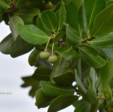 Mimusops coriaceae Pomme Jacot Sapotaceae Cultivé Endémique Madagascar et Comores5028.jpeg