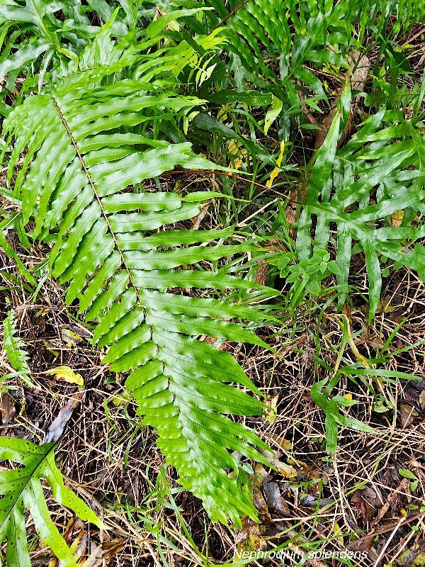 Nephrodium splendens  Nephrolepidaceae INDIGENE La Réunion 22.jpeg