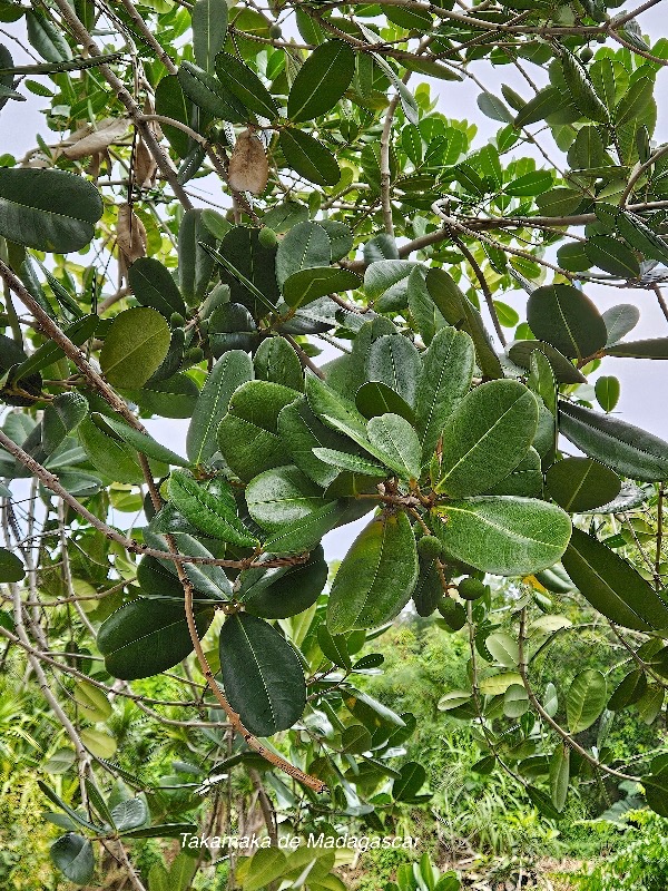 Noronhia emarginata Takamaka de Madagascar Oleaceae Cultivé Pot envahissant 1.jpeg
