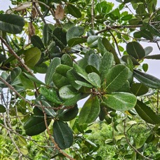 Noronhia emarginata Takamaka de Madagascar Oleaceae Cultivé Pot envahissant 1.jpeg