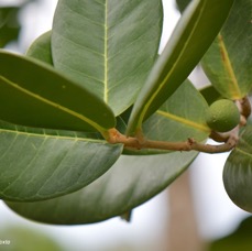 Noronhia emarginata Takamaka de Madagascar Oleaceae Cultivé Pot envahissant 5030.jpeg
