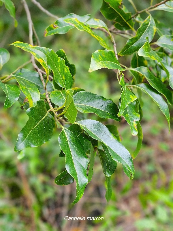 Ocotea obtusata Cannelle marron Lauraceae ENDEMIQUE La Réunion, Maurice 654.jpeg