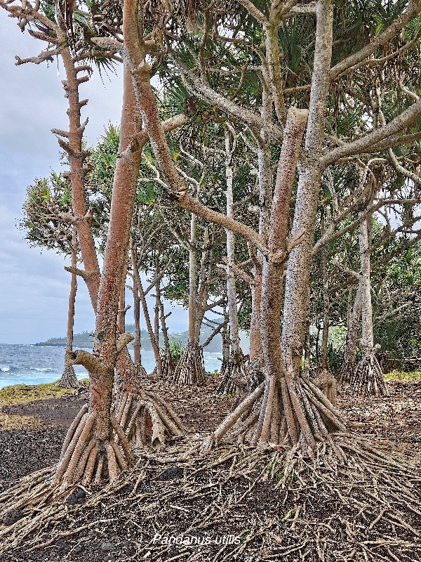 Pandanus utilis Vacoa Pandanaceae Cultivé INDIGENE ? 911.jpeg