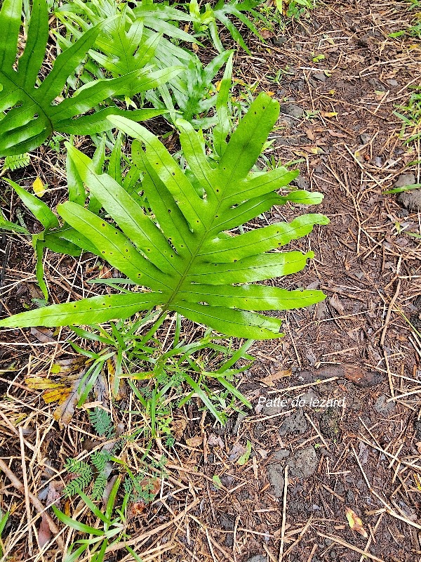 Phymatosorus scolopendria Patte de lézard Polypodiaceae Indigène La Réunion 32.jpeg