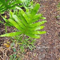 Phymatosorus scolopendria Patte de lézard Polypodiaceae Indigène La Réunion 32.jpeg