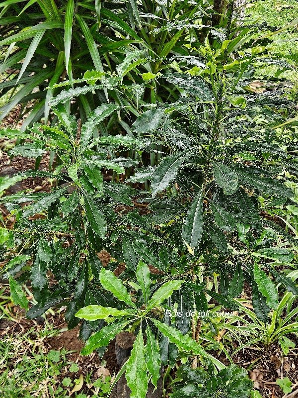 Pittosporum senacia Bois de joli coeur Pittosporaceae INDIGENE La Réunion 7.jpeg