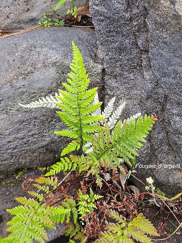 Pityrogramma argentea Fougère d'argent Pteridaceae INDIGENE La Réunion 42.jpeg