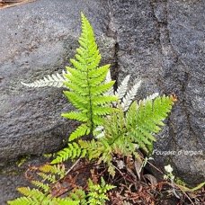 Pityrogramma argentea Fougère d'argent Pteridaceae INDIGENE La Réunion 42.jpeg