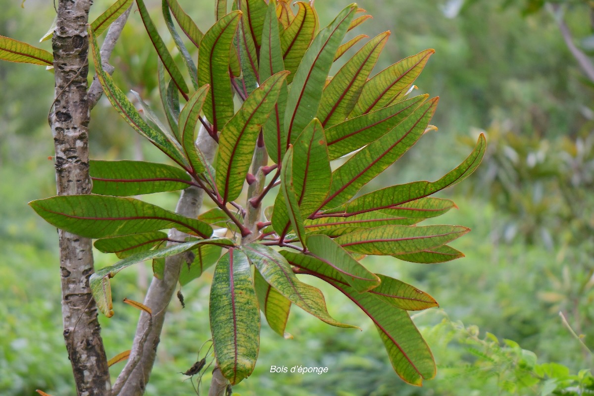Polyscias cutispongia Bois d'éponge Araliaceae cultivé INDIGENE La Réunion 5039.jpeg