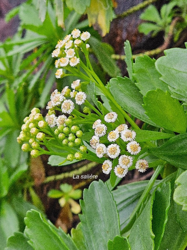 Psiadia retusa La salière Asteraceae ENDEMIQUE La Réunion 07.jpeg