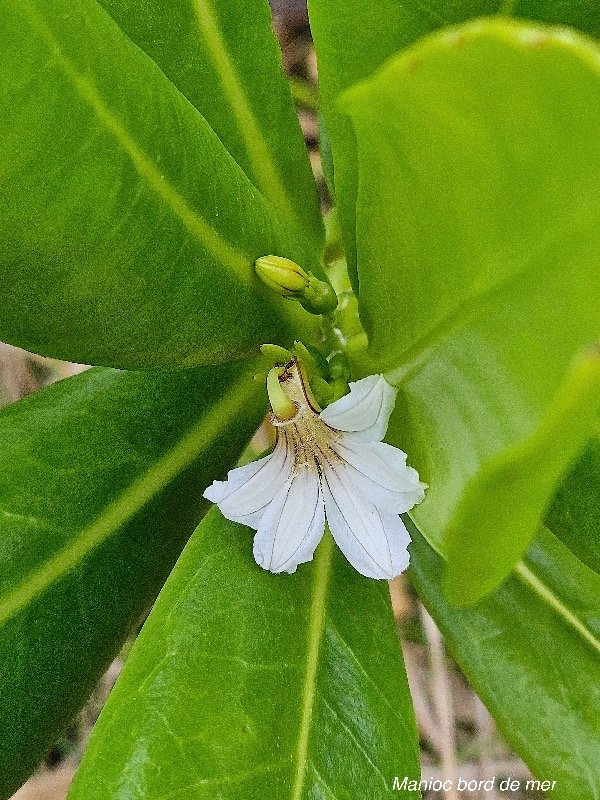 Scaevola taccada Manioc bord de mer Goodeniaceae INDIGENE La Réunion 023.jpeg