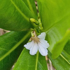 Scaevola taccada Manioc bord de mer Goodeniaceae INDIGENE La Réunion 023.jpeg