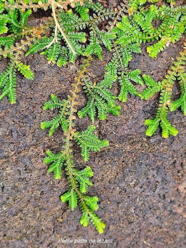Selaginella obtusa Petite patte de lézard Selaginellaceae INDIGENE La Réunion 331.jpeg