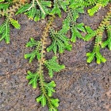 Selaginella obtusa Petite patte de lézard Selaginellaceae INDIGENE La Réunion 331.jpeg