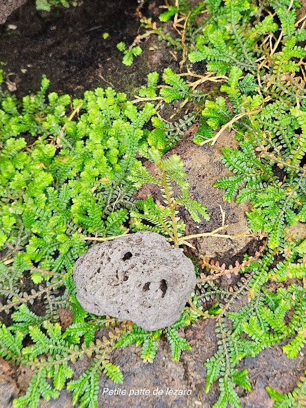 Selaginella obtusa Petite patte de lézard Selaginellaceae INDIGENE La Réunion 454.jpeg