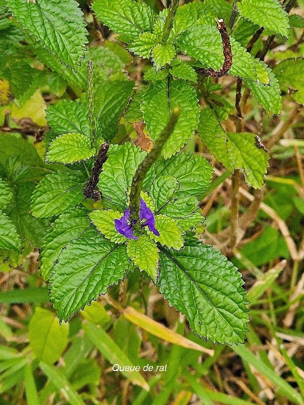 Stachytarpheta urticifolia Queue de rat Verbenaceae AMPHINATURALISE Envahissant seulement en milieux perturbés 56.jpeg