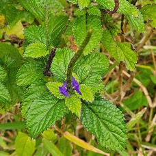 Stachytarpheta urticifolia Queue de rat Verbenaceae AMPHINATURALISE Envahissant seulement en milieux perturbés 56.jpeg