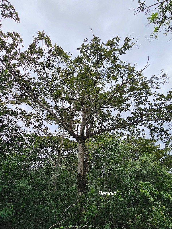 Terminalia bentzoe Benjoin Combretaceae ENDEMIQUE Mascareignes 52.jpeg