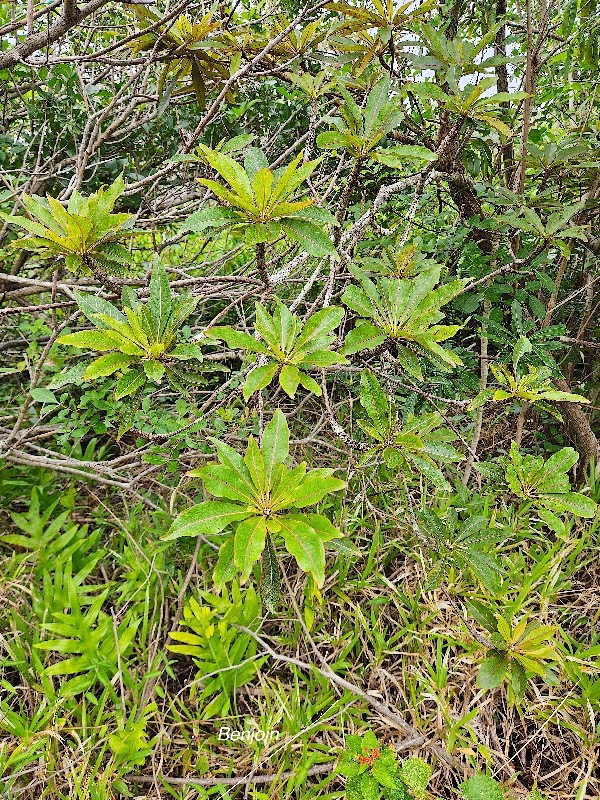 Terminalia bentzoe Benjoin Combretaceae Endémique Mascareignes 2.jpeg