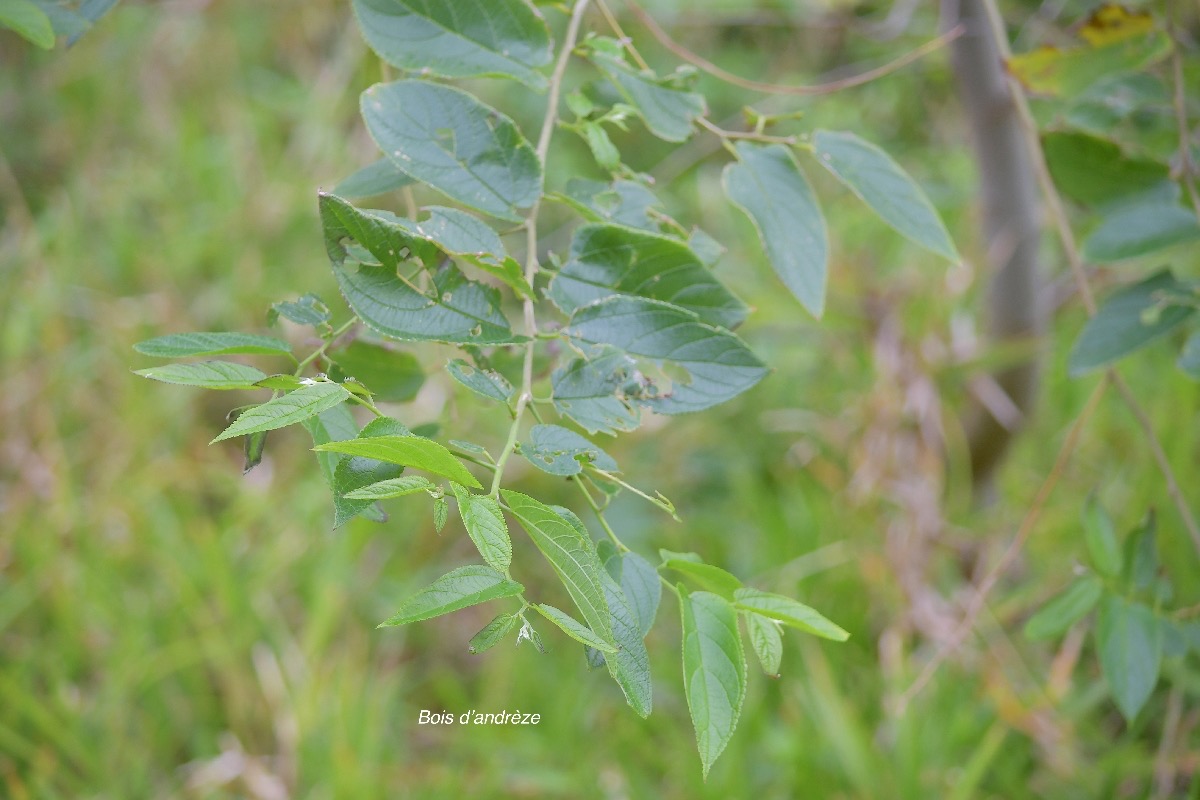 Trema orientalis Bois d'andrèze Cannabaceae AMPHINATURALISE E E 5052.jpeg