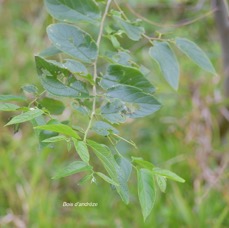 Trema orientalis Bois d'andrèze Cannabaceae AMPHINATURALISE E E 5052.jpeg