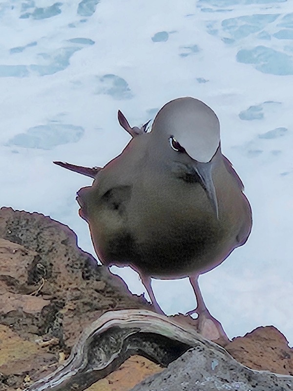  Anous stolidus pileatus Noddi brun Sternidae INDIGENE ? 0115 .jpeg