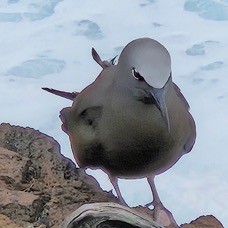  Anous stolidus pileatus Noddi brun Sternidae INDIGENE ? 0115 .jpeg