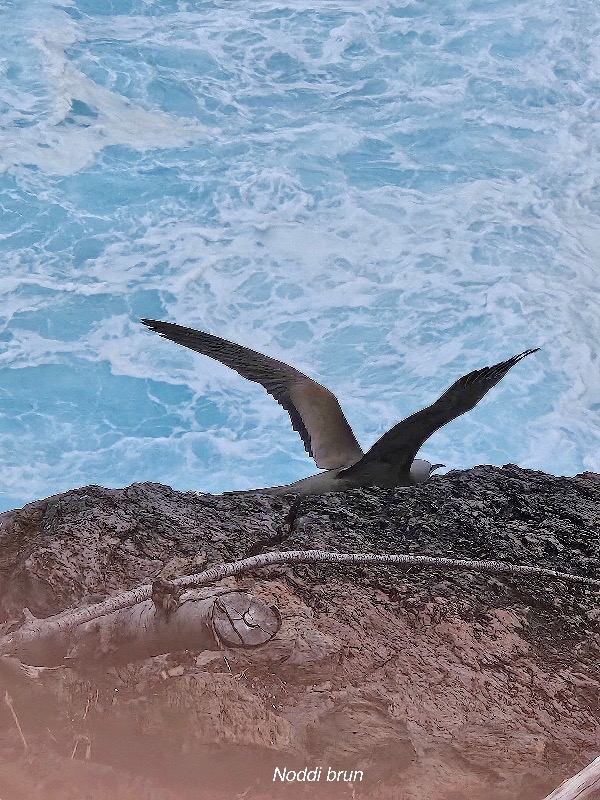 Anous stolidus pileatus Noddi brun Sternidae INDIGENE ? 045.jpeg