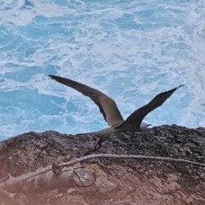 Anous stolidus pileatus Noddi brun Sternidae INDIGENE ? 045.jpeg