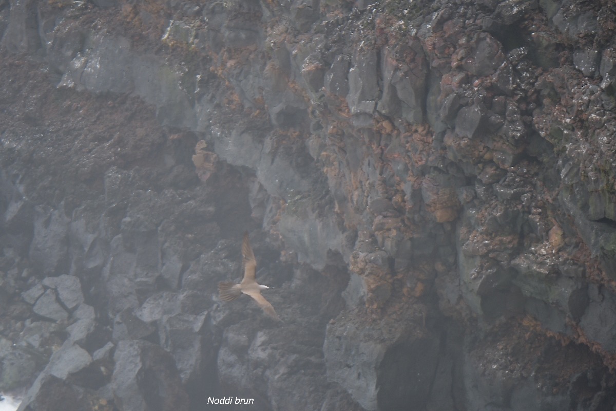 Anous stolidus pileatus Noddi brun Sternidae INDIGENE ? 5134.jpeg