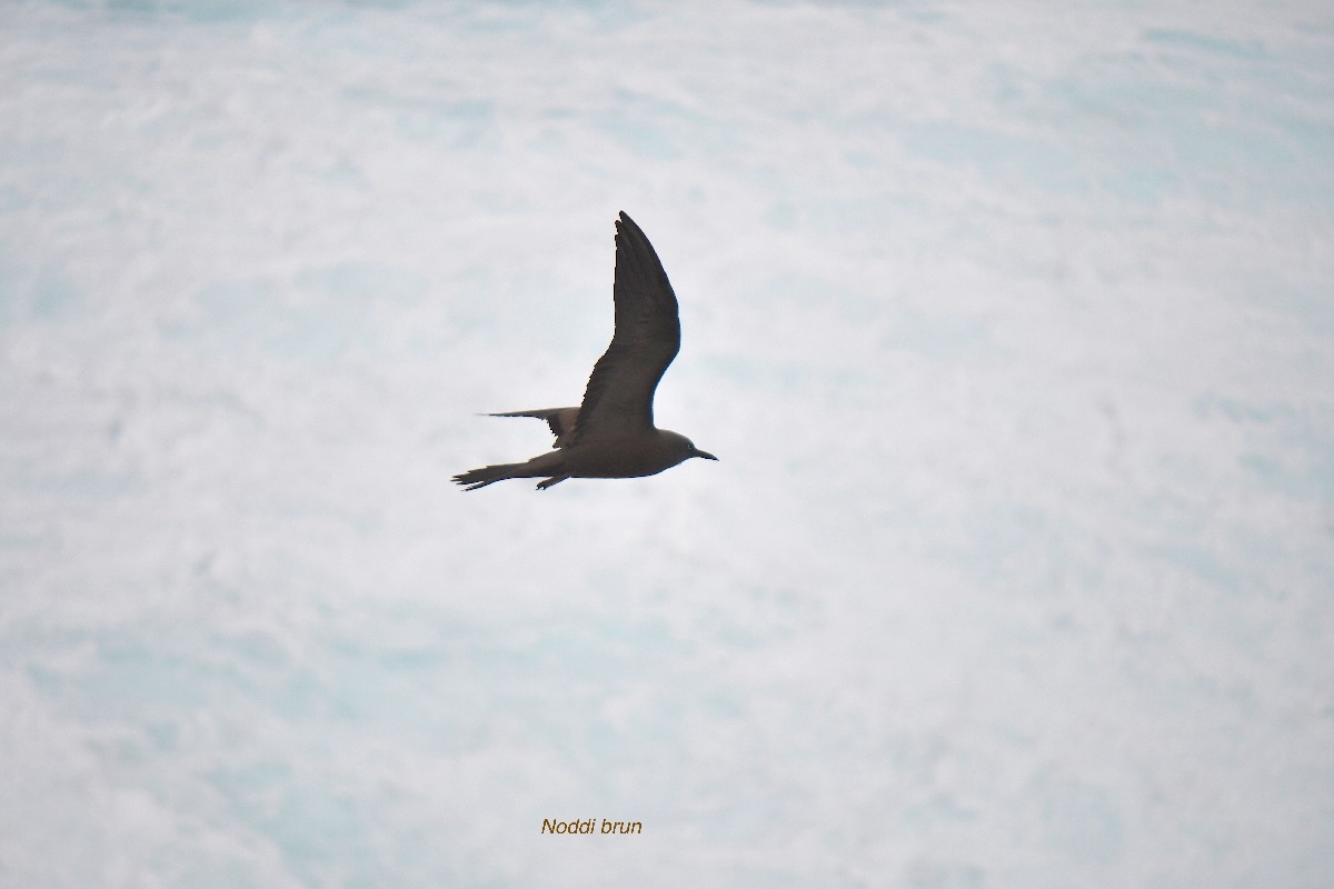 Anous stolidus pileatus Noddi brun Sternidae INDIGENE ? 5147.jpeg