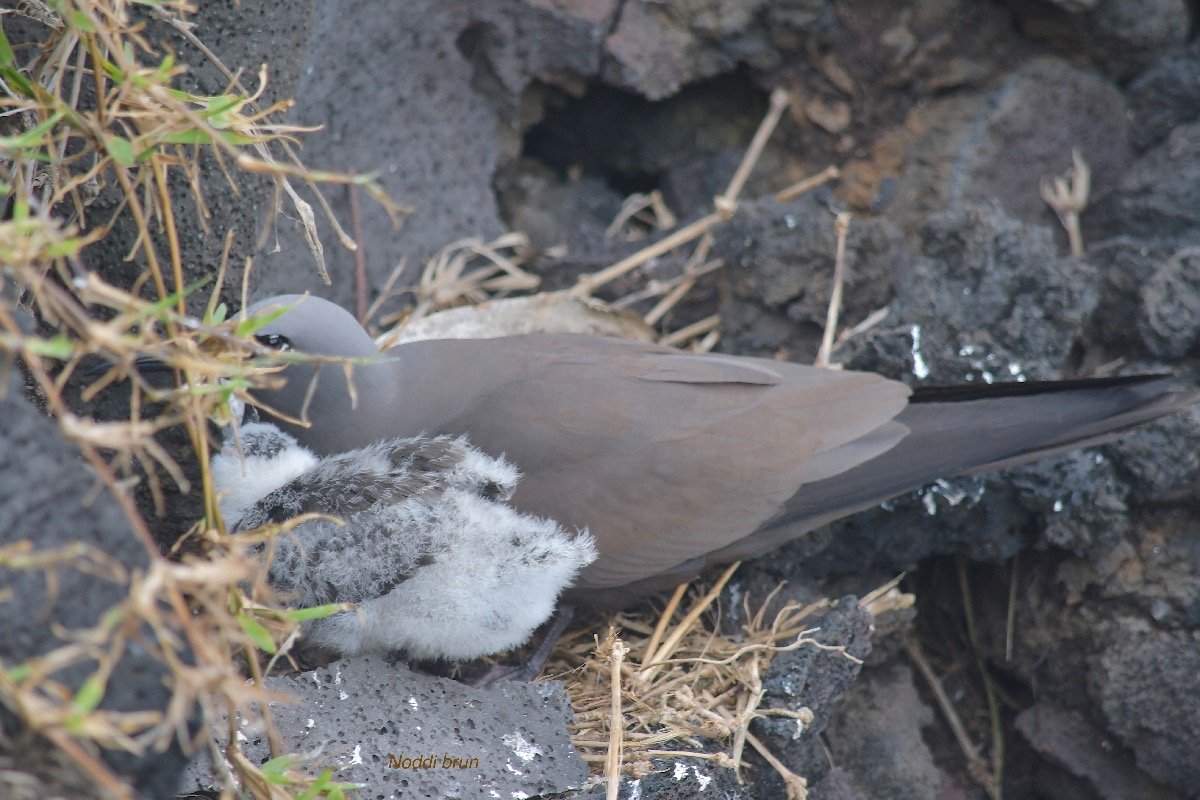 Anous stolidus pileatus Noddi brun Sternidae INDIGENE ? 5186.jpeg