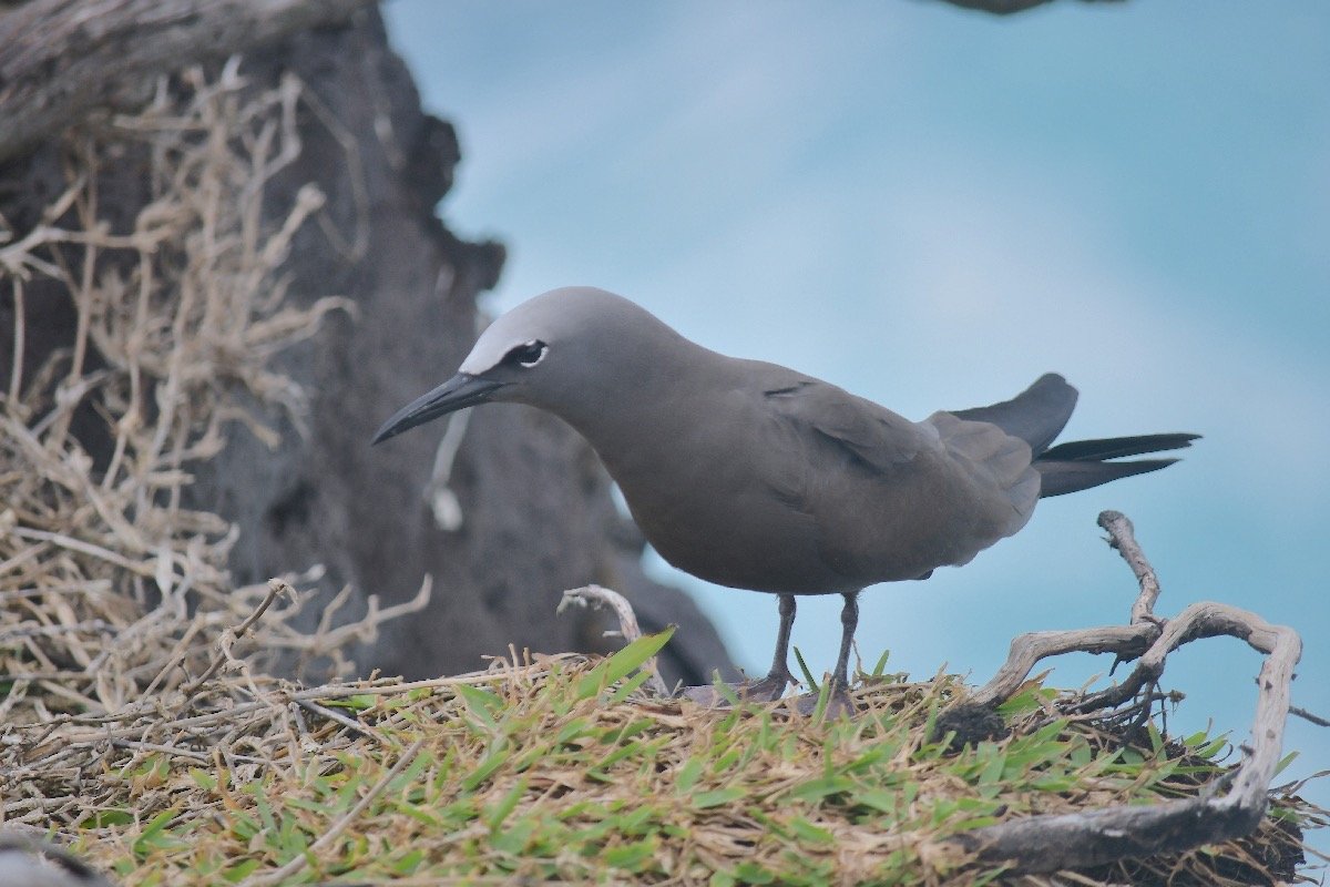 Anous stolidus pileatus Noddi brun Sternidae INDIGENE ? 5211.jpeg